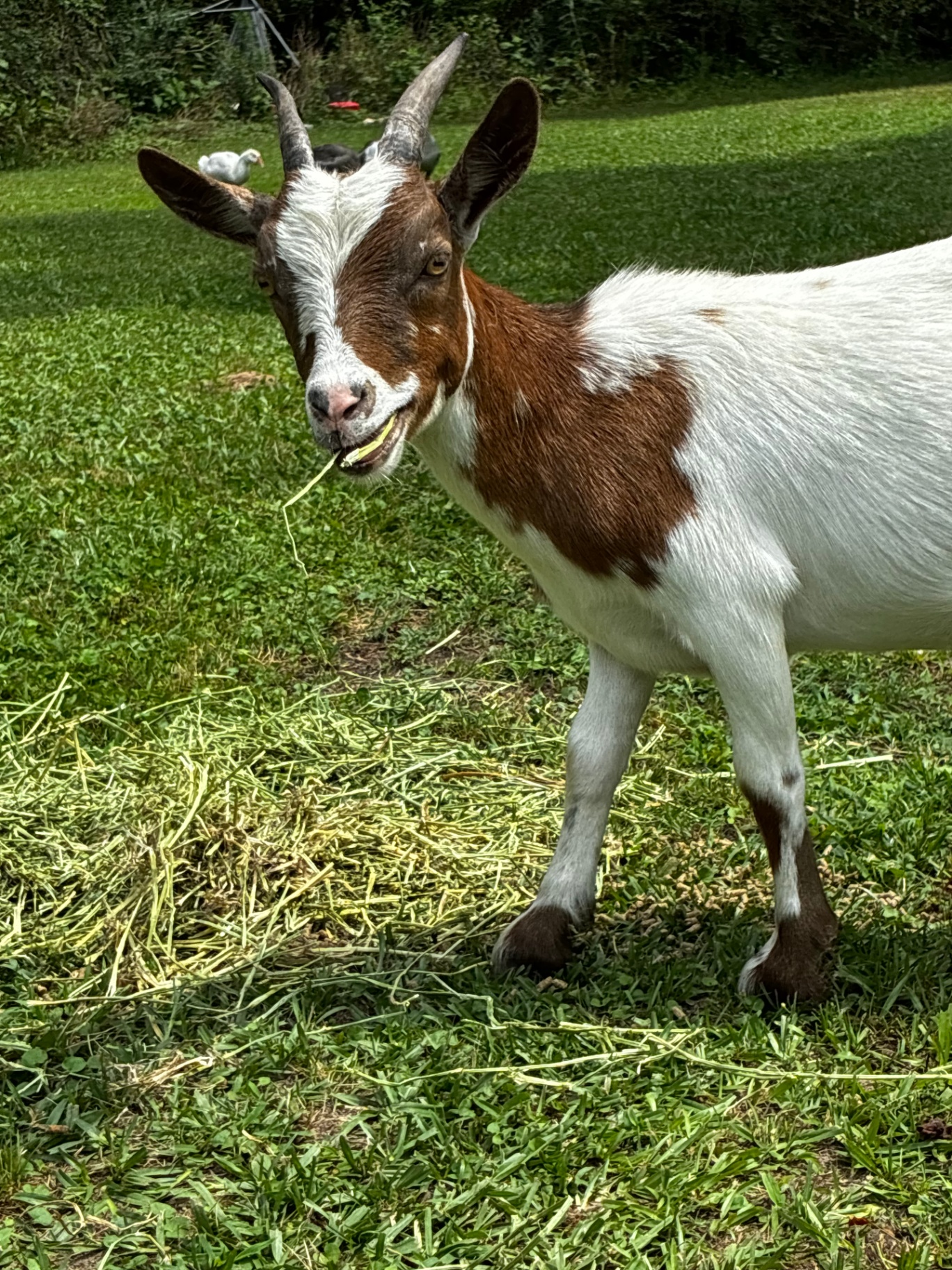 CeeCee, Nigerian Dwarf Goat