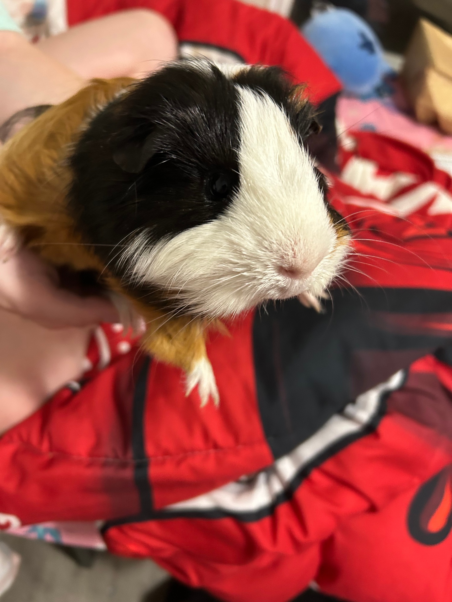 Cheeto, Guinea Pig