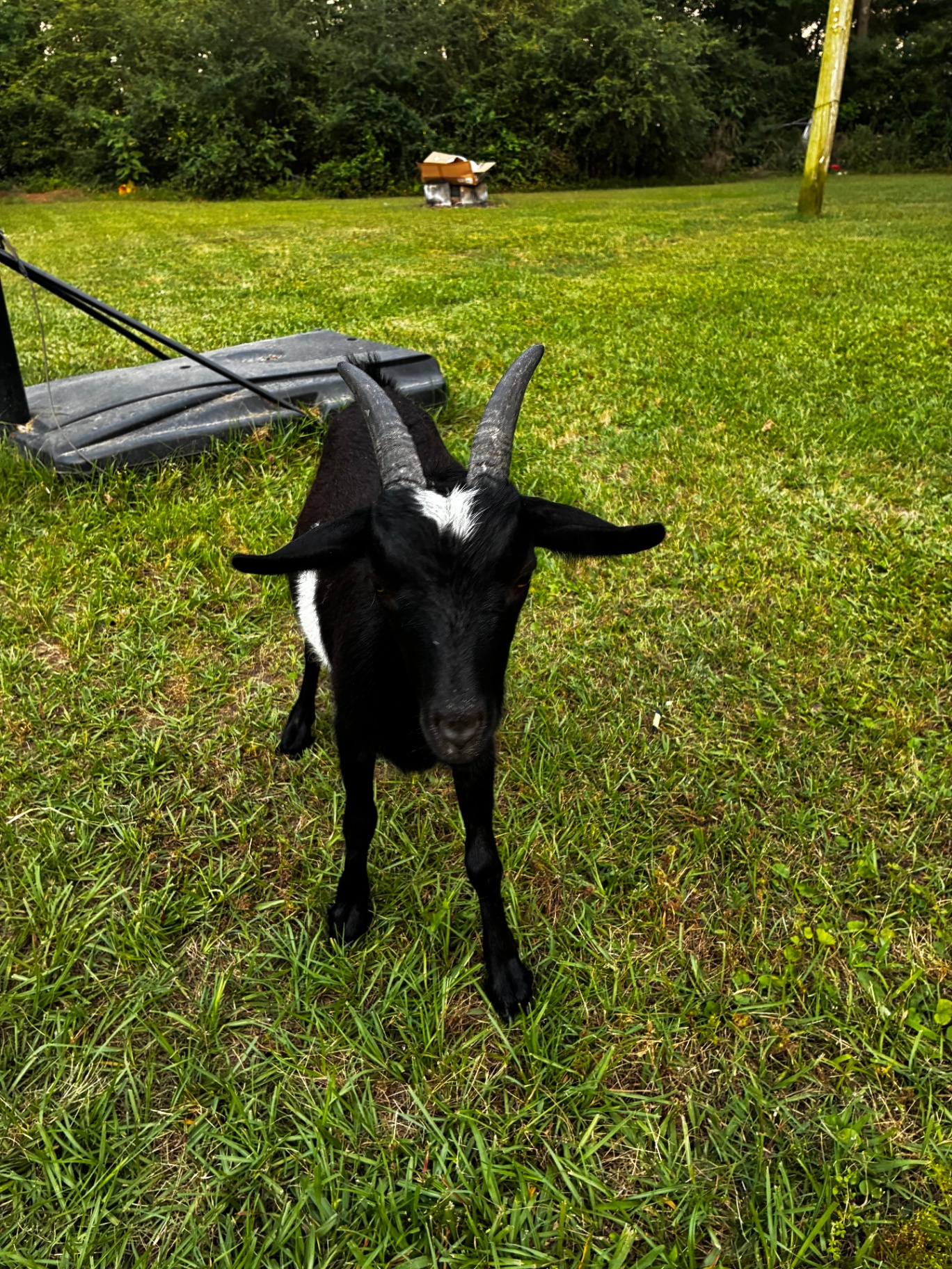 Covey, Nigerian Dwarf Goat